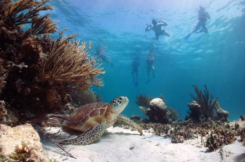 Snorkeling in Cancun