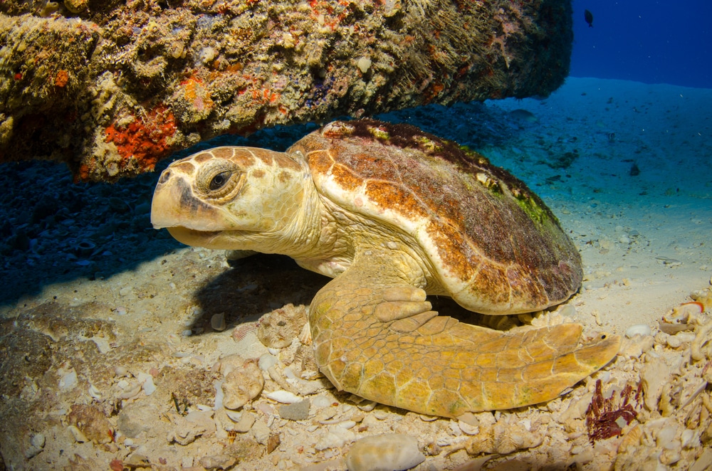Turtle in cancun