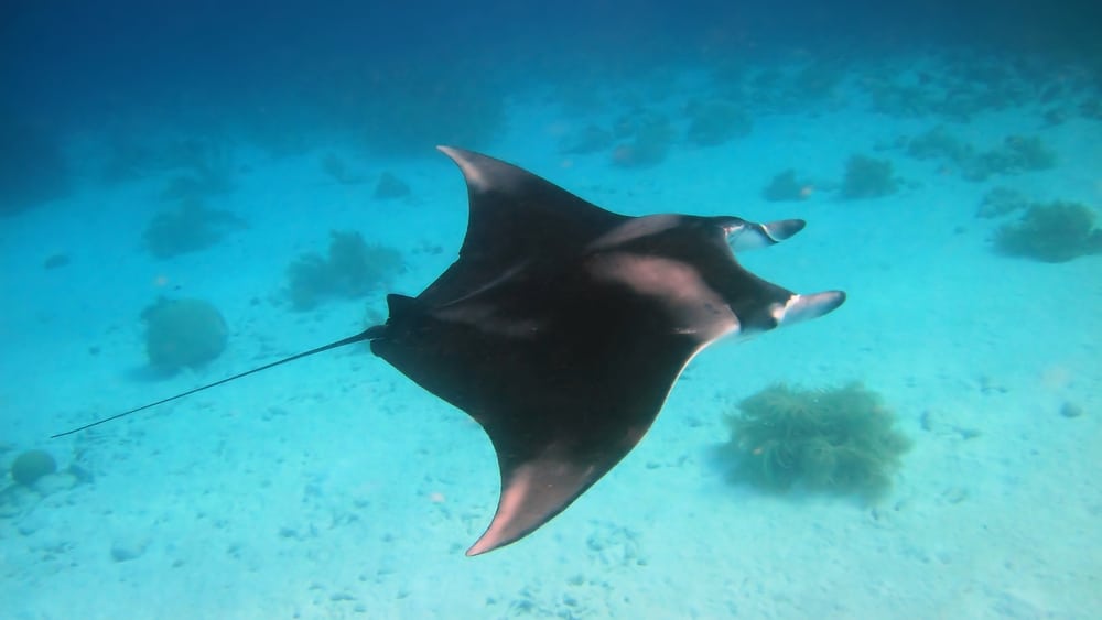 manta ray in cancun