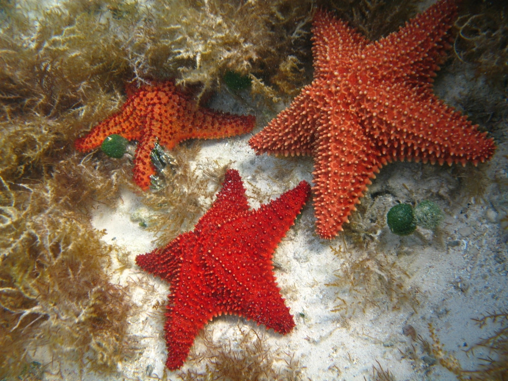 starfishes in cancun