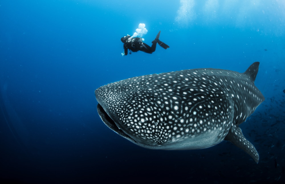 whale sharks cancun